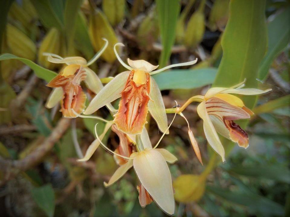 Villa Triệu Việt Vương