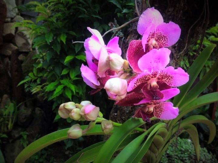 Villa Triệu Việt Vương