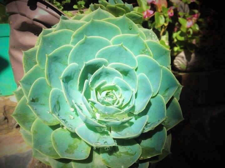 Villa Triệu Việt Vương