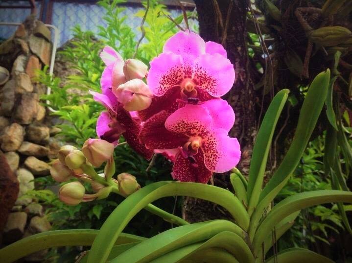 Villa Triệu Việt Vương