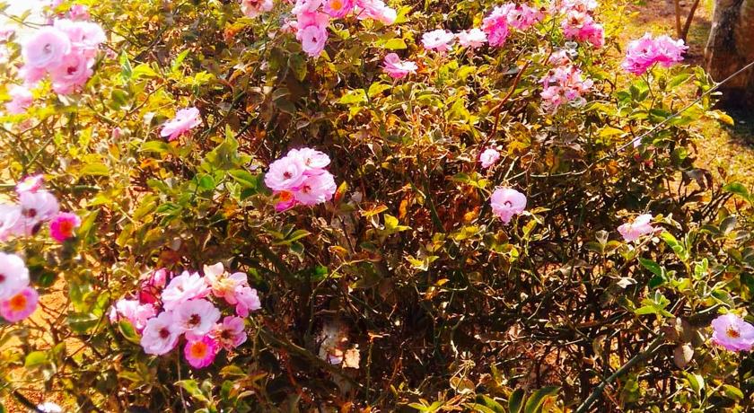 Cho thuê villa Parkhill