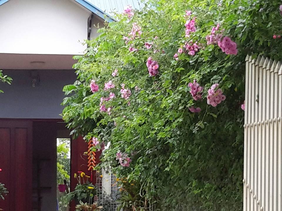 flower-villa-1-soc-son