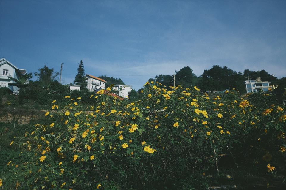 homestay-thi-tran-tam-dao-6