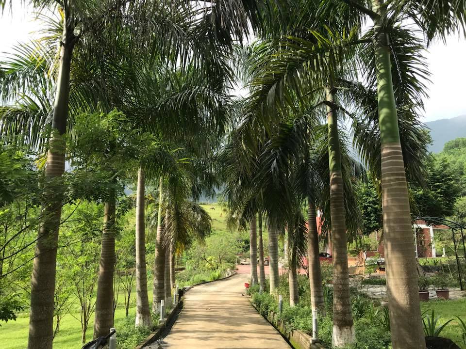 tuong-vi-biet-thu-thach-that