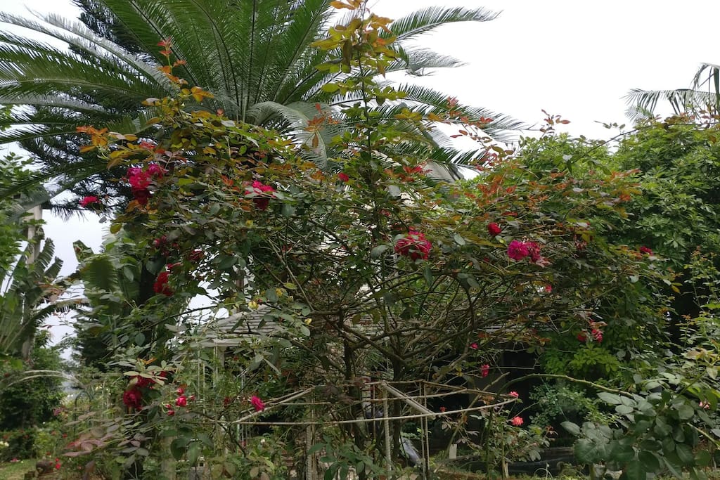 hoa-tra-villa-quoc-oai-ha-noi