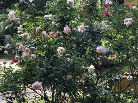 xinh-villa-3-phong-ngu