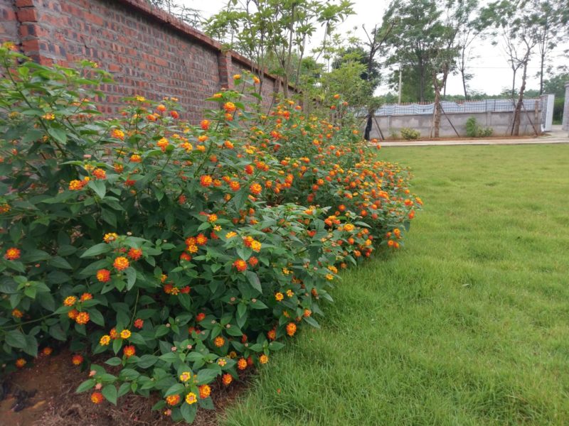 biet-thu-ba-vi-thu-xa